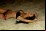 ﻿Jak to się dzieje - sex swingers na ukrytej kamerze